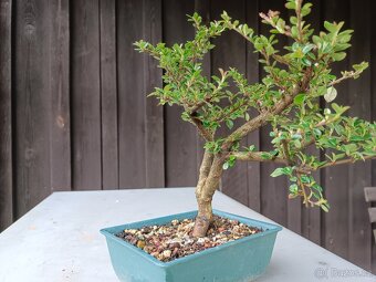 bonsai, bonsaj - 8