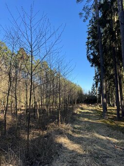 Prodám lesní pozemek v k.ú. Sedlečko u Soběslavě - 8