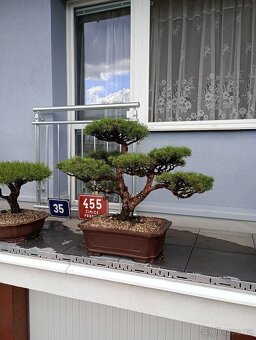 Borovice lesní (Pinus sylvestris compressa) - 8