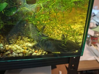 Axolotl - Mexický dráček - Axík Axelotl - 8