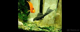 Prodam kompletni 250l panoramaticke akvarium - 8