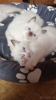 Kotátka Ragdoll bez PP - 8