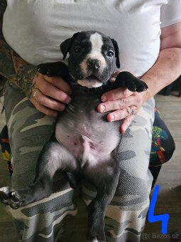 Štěňátka Pitbulla prodám - 8