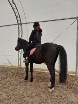 Pony valach - 8