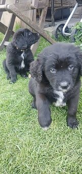 Štěně Labrador černý pejsci - 8
