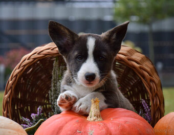 Welsh Corgi Cardigan Chlapec je připraven k vyzvednutí - 8