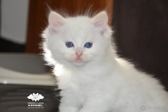 Ragdoll s PP – creme/red kocourek na výstavy a chov - 8