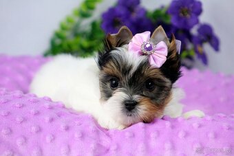 biewer yorkshire terrier s PP - 8