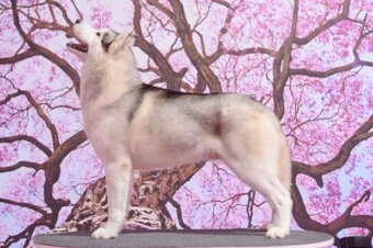 Prijímame rezervácie na šteniatka Sibírskeho Husky na jeseň - 8