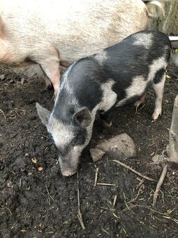 Prodám göttingenská miniprasátka - 8