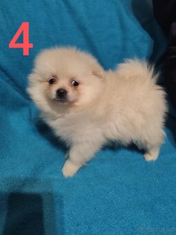 Špic pomeranian štěňátko - 8