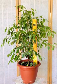 Fíkus Ficus benjamina Golden King/Twilight, březový fík 1m - 8