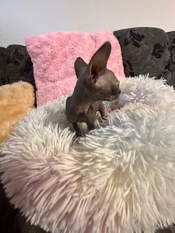 Kanadský Sphynx s průkazem původu - 8