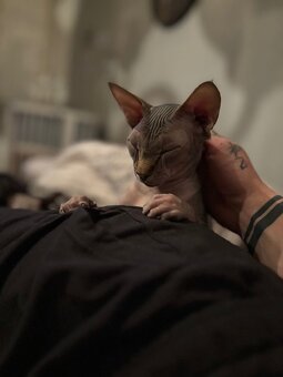 Prodám kočky sphynx - 8