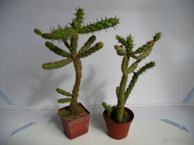 Mrazuvzdorné opuncie - 8