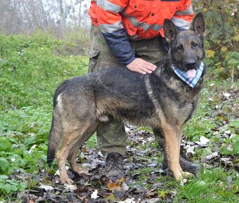 RENE K ADOPCI - 3 ROKY,KAMARÁDSKÝ,ZVĚDAVÝ,HRAVÝ - - 8