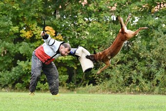 Belgický ovčák Malinois - 8