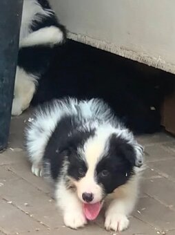 Border kolie - 8