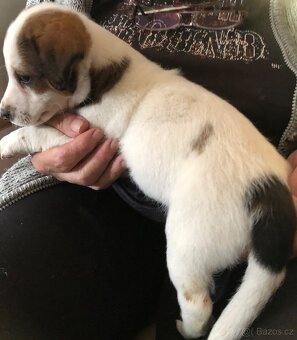 Jack russel teriér - 8