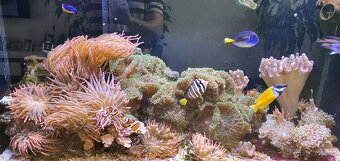 MOŘSKÉ AKVARIUM - 8