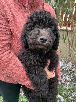 Štěně Labradoodle Draco - 8