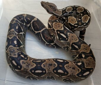 Boa imperator - DH Leopard VPI T+ Albino - 8