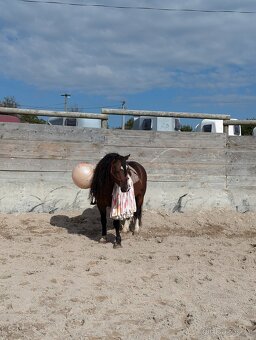 Prodáme valáška welsh mountain pony sekce A - 8