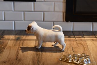 Jack Russell Terrier FCI - 8