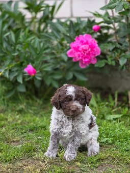 Italský vodní pes s PP - Lagotto romagnolo - 8