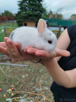 Teddy králík, zakrslý králík Teddy, zakrslý králík - 8