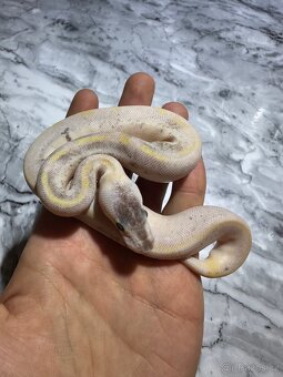 Krajta Královská Python regius Volná mláďata :) - 8