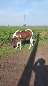 Prodám valacha  american paint horse - 8