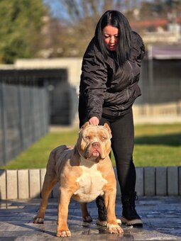 American bully xl, pitbull xxl merle tricolor - 8