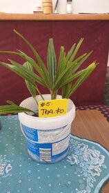 Palma Trachycarpus fortunei - 8
