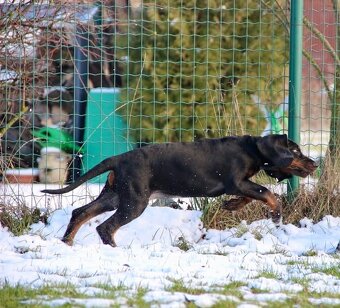 Black and Tan Coonhound/ americký mývalí pes - 8