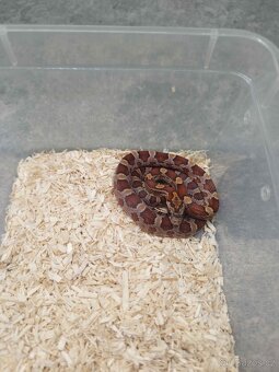 Užovka červená (Corn Snake) - 8