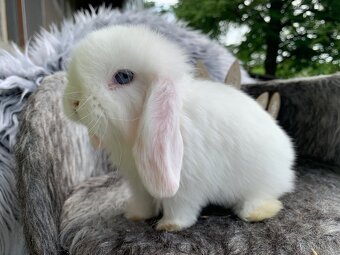 ❤️⭐️Minilop Kralicek Beránek ⭐️⭐️ - 8