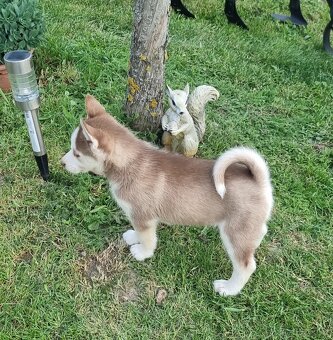 Sibirsky Husky - 8