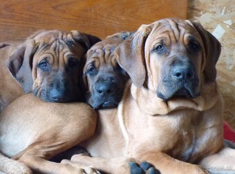 Tosa inu - pejsci k odběru - 8