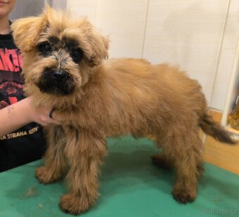 Nagini hledá domov - 8