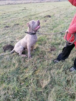 Bandog - 8
