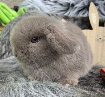 ❤️❤️Krásná Minilop Kralicek veranek miminka - 8