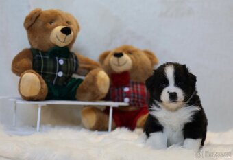 Miniaturní americký ovčák - 8