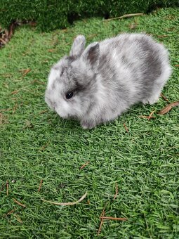 Zakrslý králíček - 8