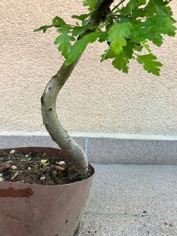Bonsai, Bonsaj, jamadori, hloh - 8