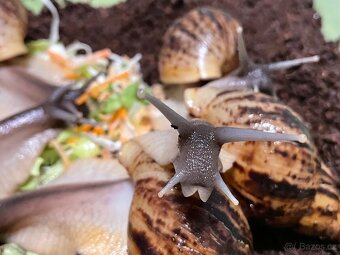Oblovka síťkovaná (Lissachatina reticulata) 🐌 - 8