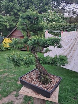 Bonsaj,bonsai Modřín - 8