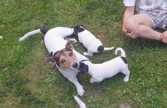 Štěňata Jack Russell Teriér - 8