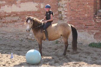 WPBr plavá tříletá kobylka - 8