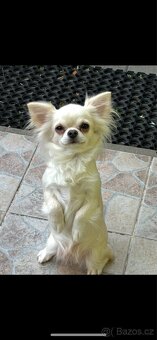 Čivava s PP FCI pejsci - 8